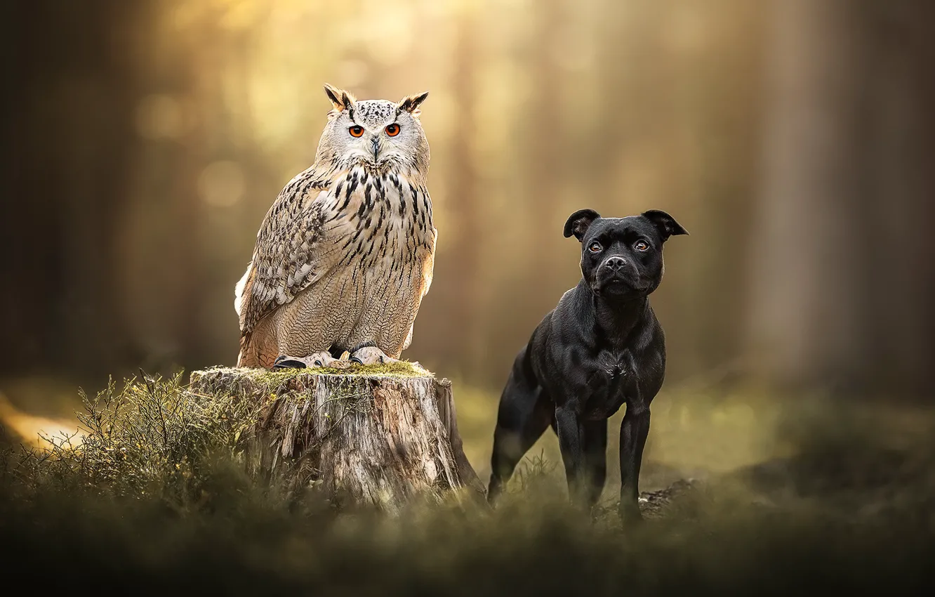 Photo wallpaper owl, bird, stump, dog, bokeh, owl