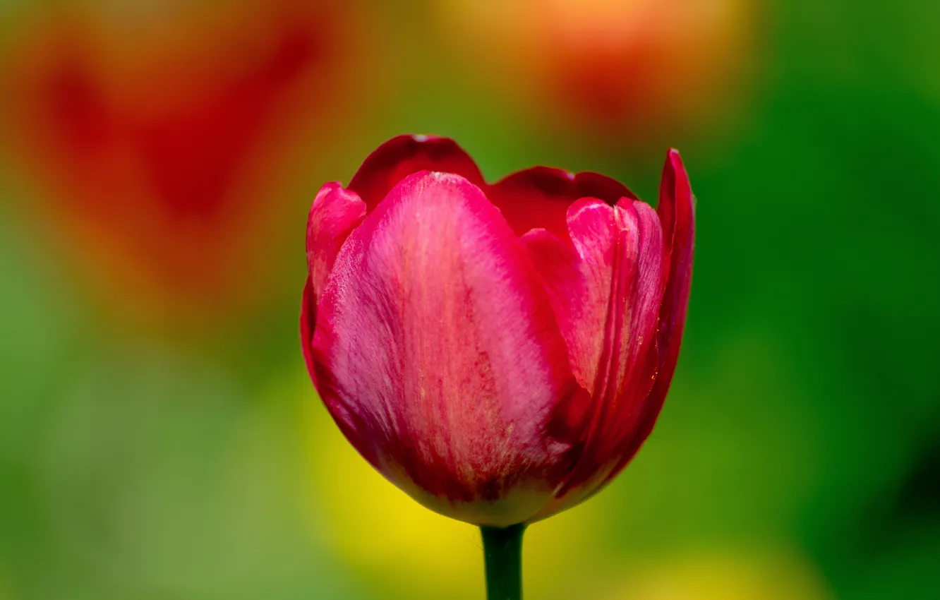 Photo wallpaper greens, spring, tulips