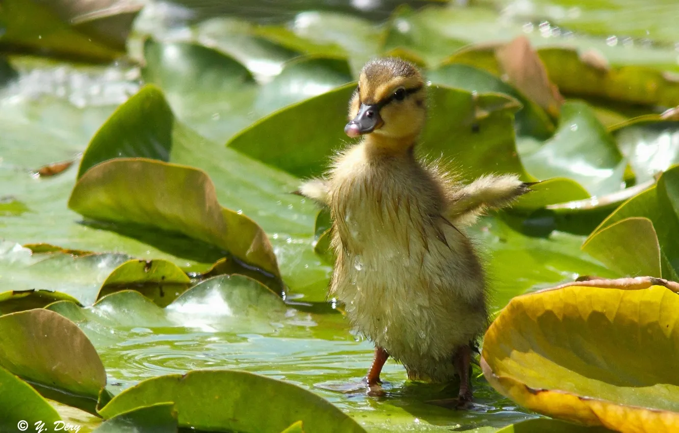 Photo wallpaper leaves, baby, wings, duck, duck, chick
