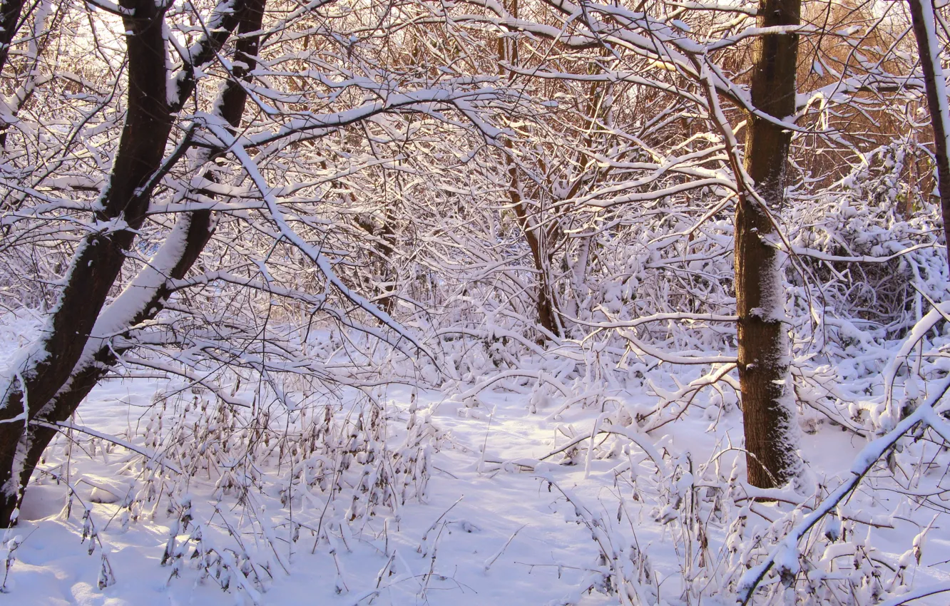 Photo wallpaper park, winter, snow