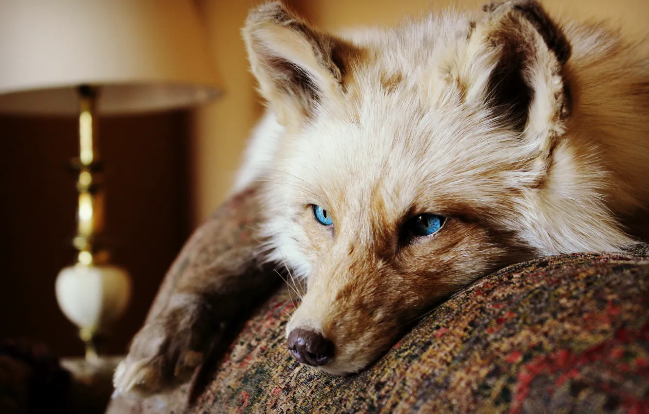 Photo wallpaper eyes, look, animal, Fox, lies, ears. wool