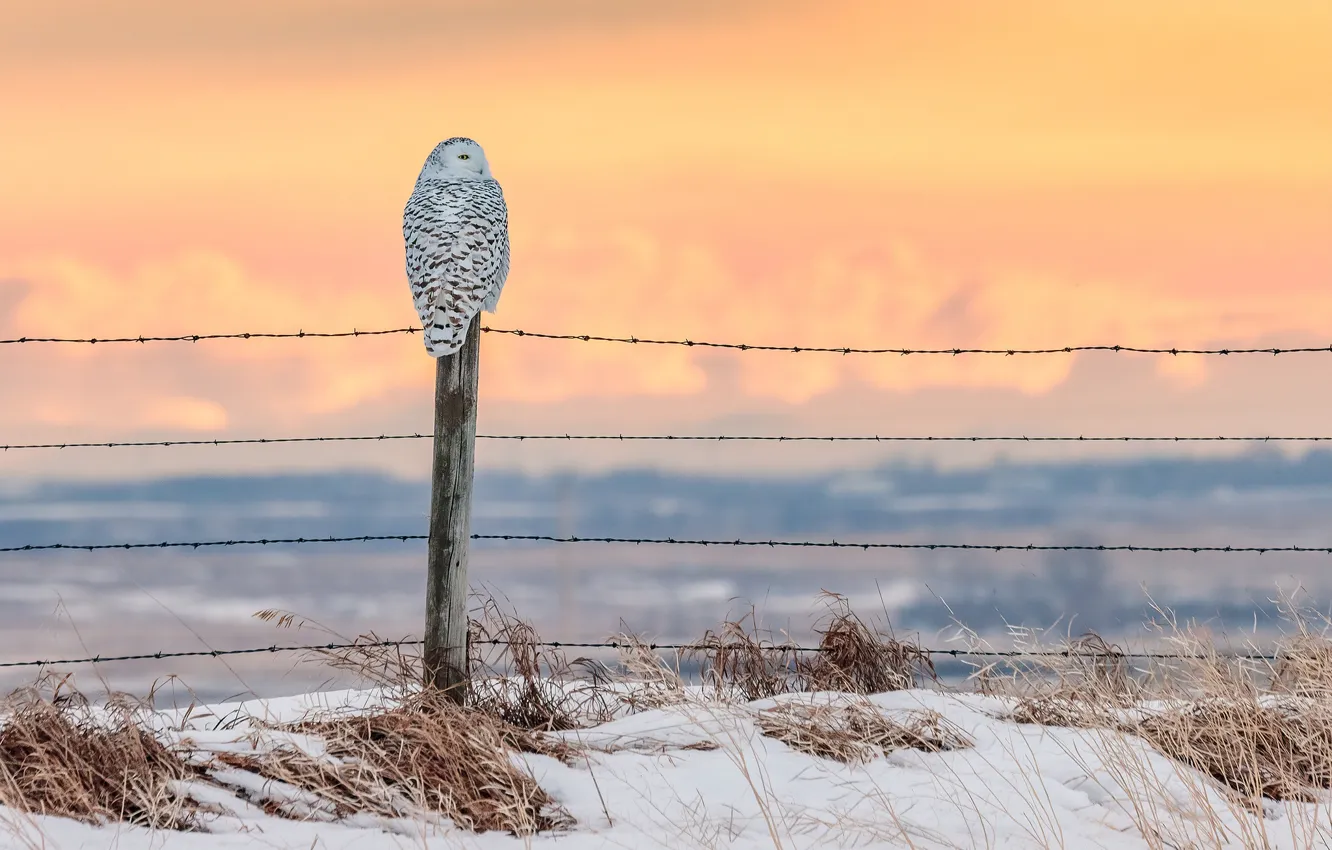 Photo wallpaper winter, white, the sky, grass, snow, sunset, owl, bird