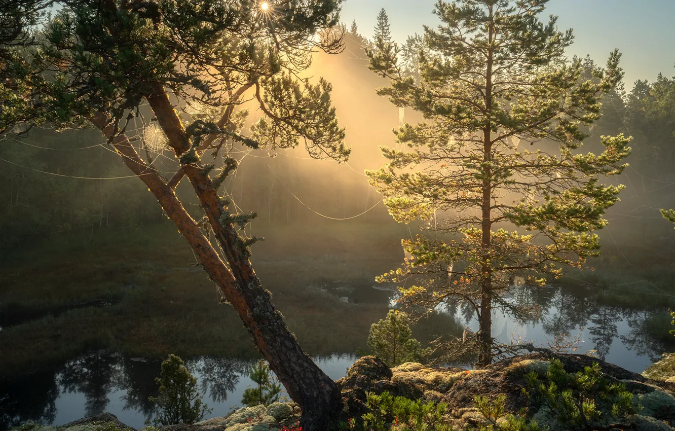 Photo wallpaper trees, landscape, nature, stones, web, morning, Lake Ladoga, Karelia