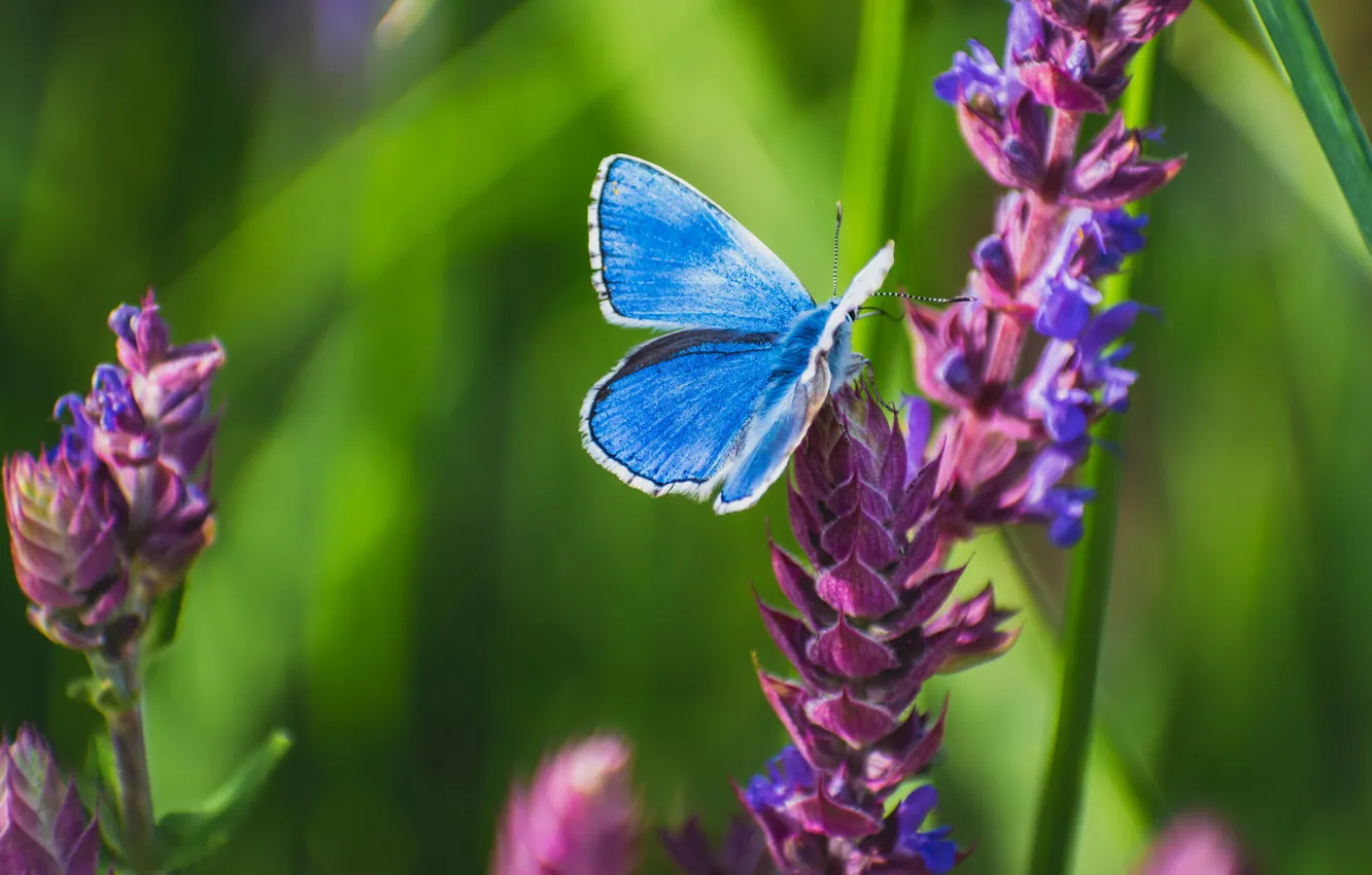 Photo wallpaper greens, summer, grass, macro, flowers, butterfly, insect, blue