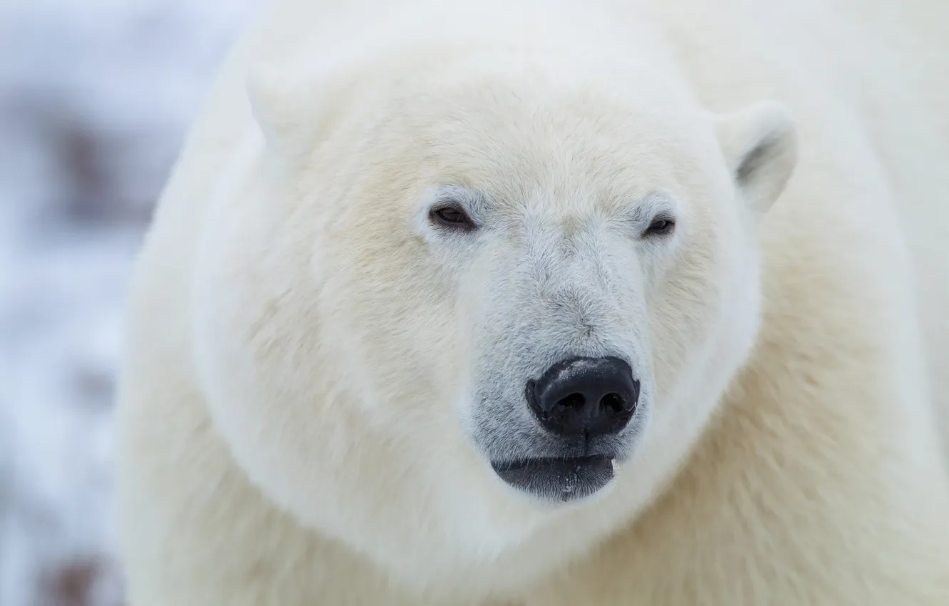 Photo wallpaper face, polar bear, polar