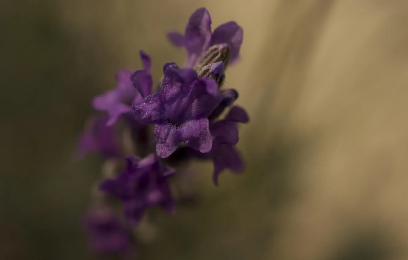 Photo wallpaper macro, flowers, lavender, lilac