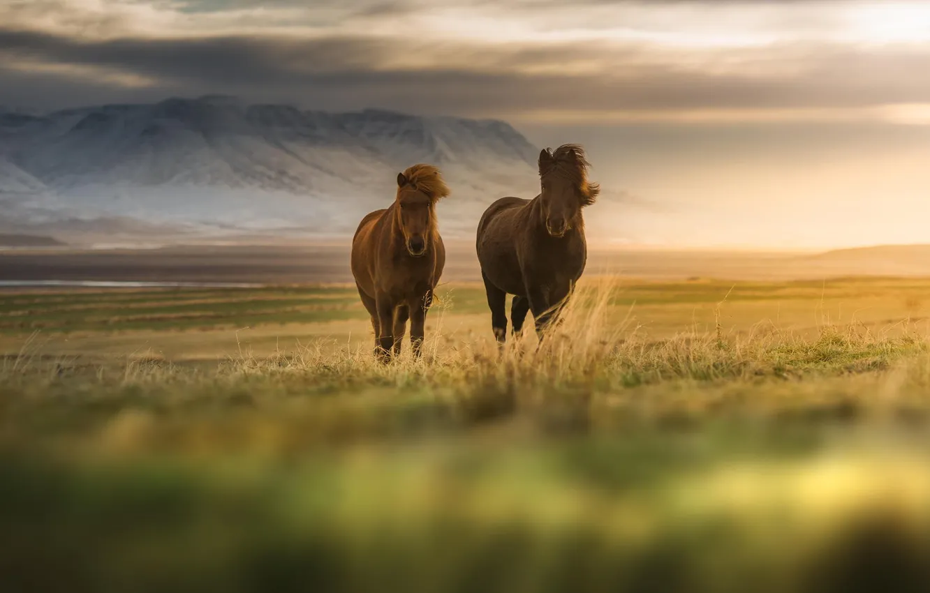 Photo wallpaper field, nature, animal, horse