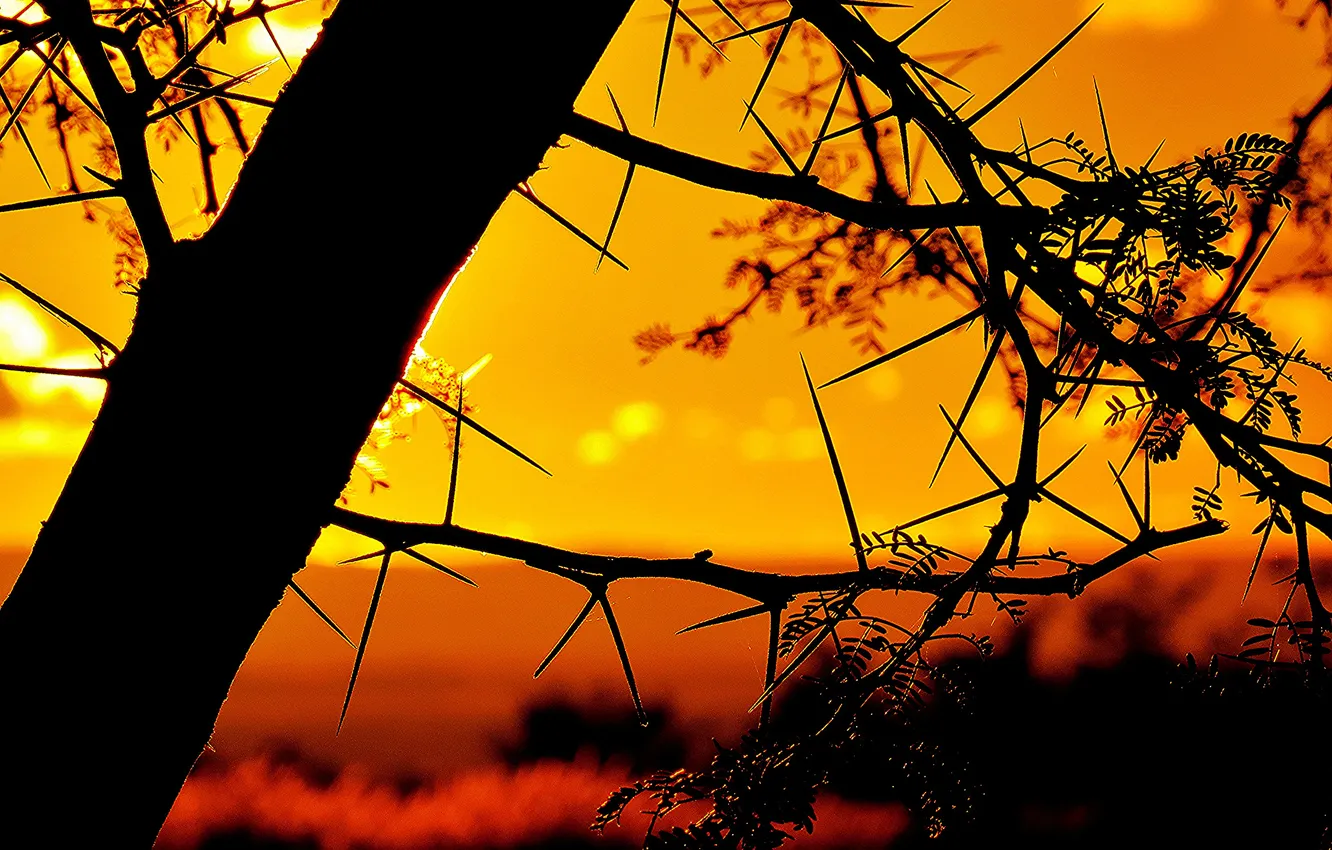 Photo wallpaper the sky, branches, tree, barb, silhouette, glow