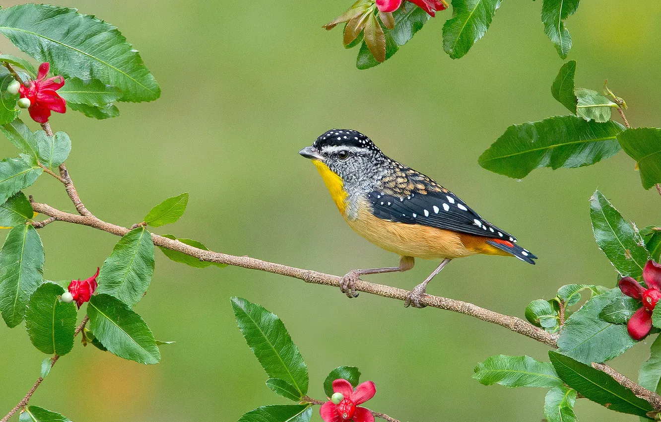Photo wallpaper leaves, flowers, branches, bird, feathers, beak, tail