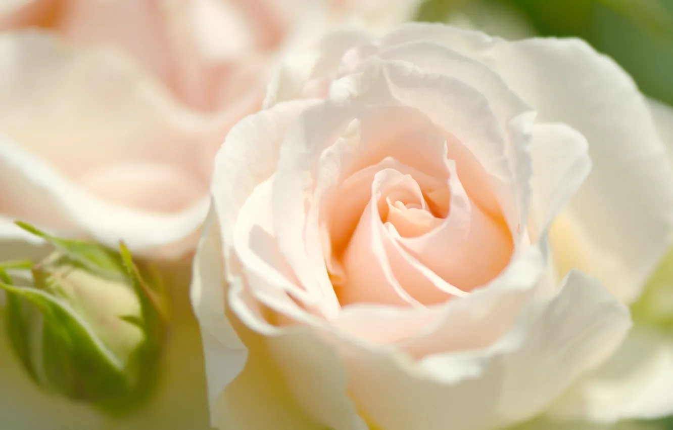 Photo wallpaper macro, tenderness, roses, petals, buds
