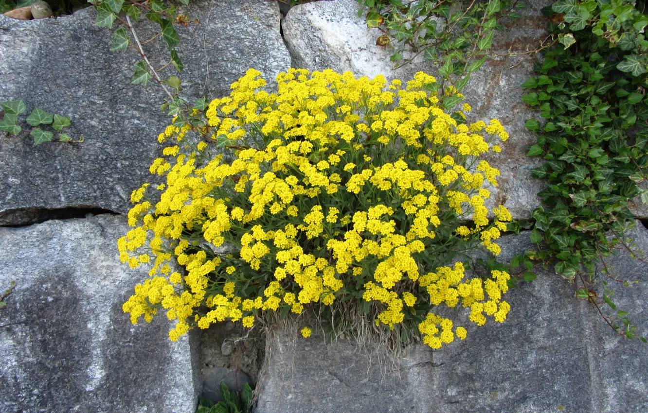 Photo wallpaper nature, yellow, flowers, stones