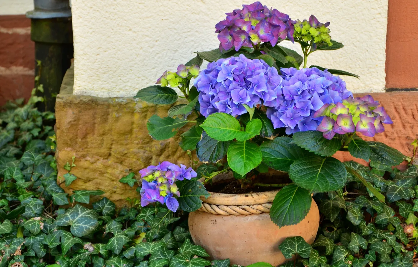 Photo wallpaper summer, leaves, flowers, wall, garden, pot, lilac, patio