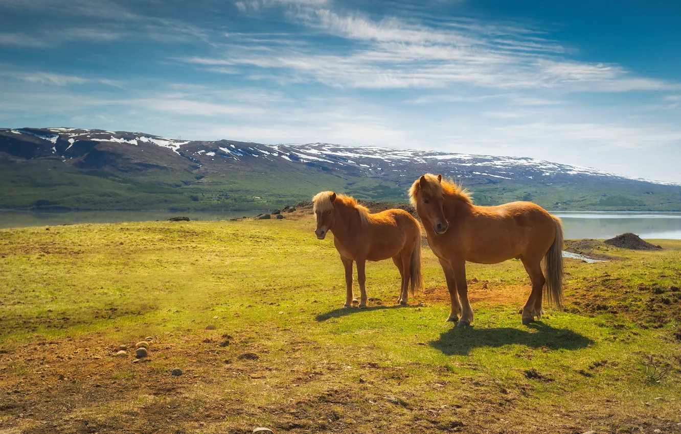 Photo wallpaper field, mountains, horse, horse, two, pair, red, Iceland