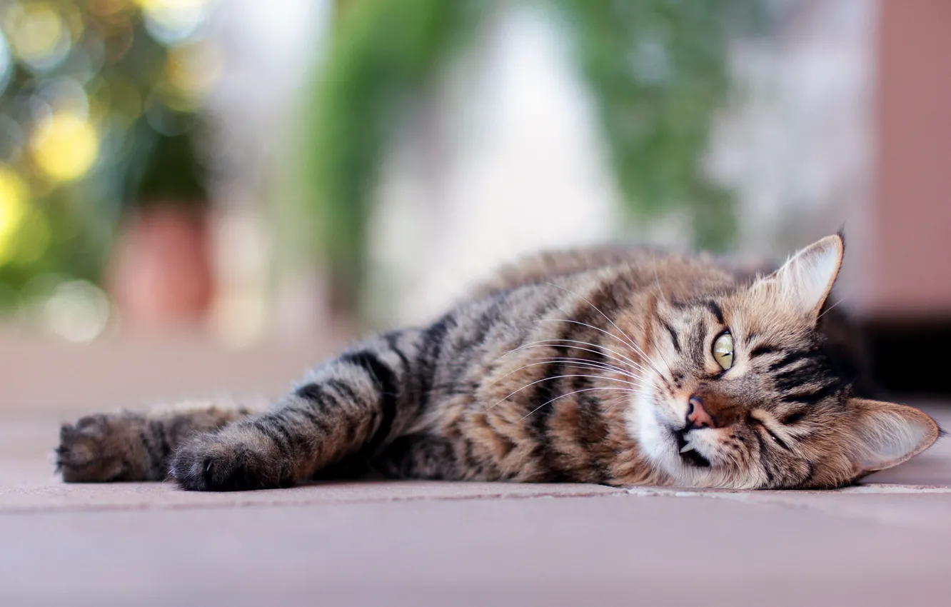 Photo wallpaper cat, cat, look, face, lies, striped, Fang
