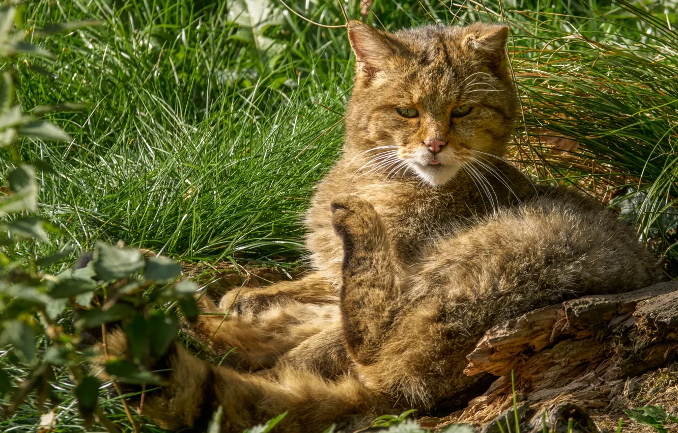 Photo wallpaper greens, language, cat, summer, grass, cat, look, pose