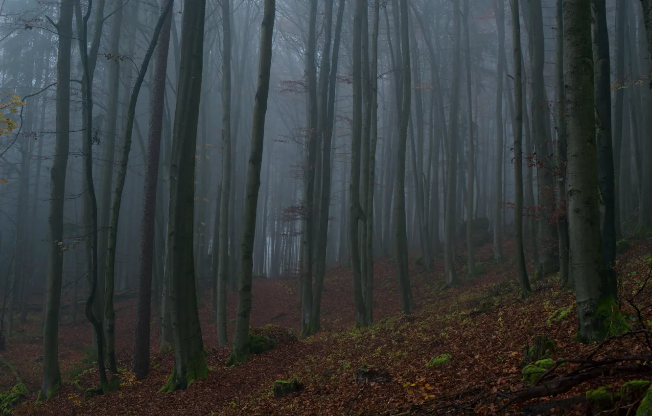 Photo wallpaper forest, trees, nature, fog, Niklas Hamisch