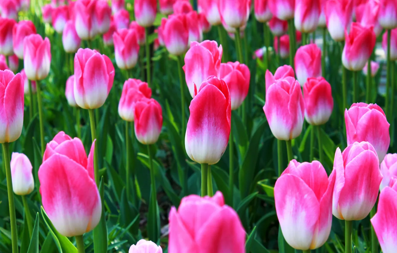 Photo wallpaper summer, tulips, pink
