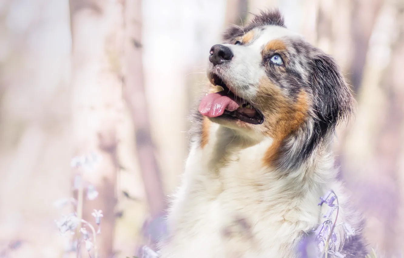 Photo wallpaper dog, spring, bells, Aussie, Wallpaper from lolita777