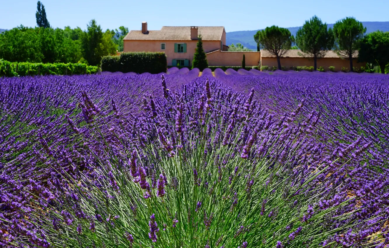 Photo wallpaper flowers, France, home, lavender, plantation, Provence