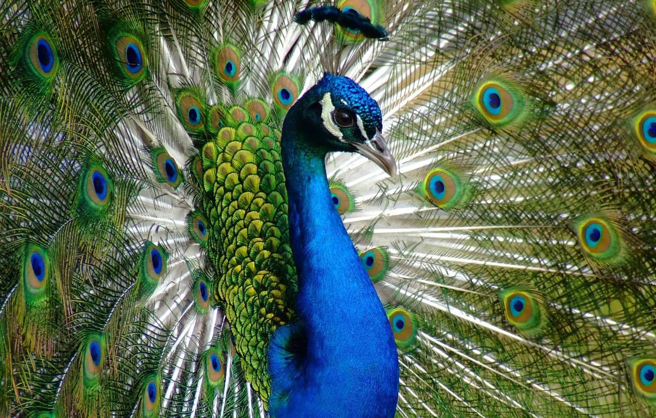 Photo wallpaper animals, look, birds, blue, nature, green, bird, portrait