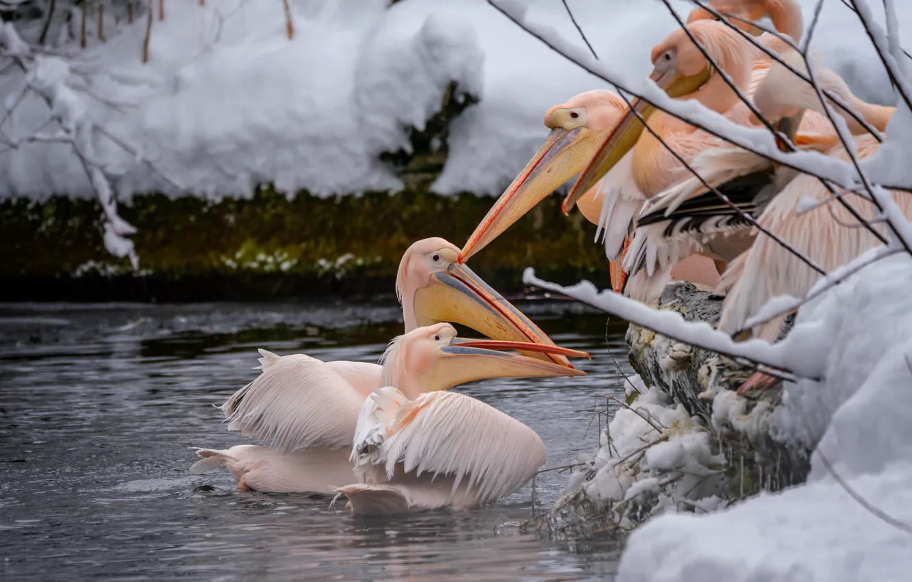 Photo wallpaper winter, snow, bird, shore, pack, pond, Pelican