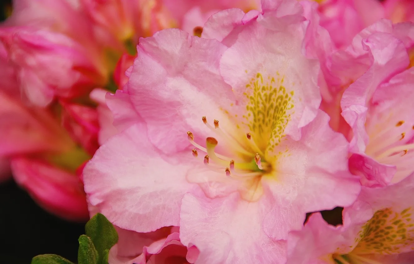 Photo wallpaper flowers, Azalea, rhododendrons
