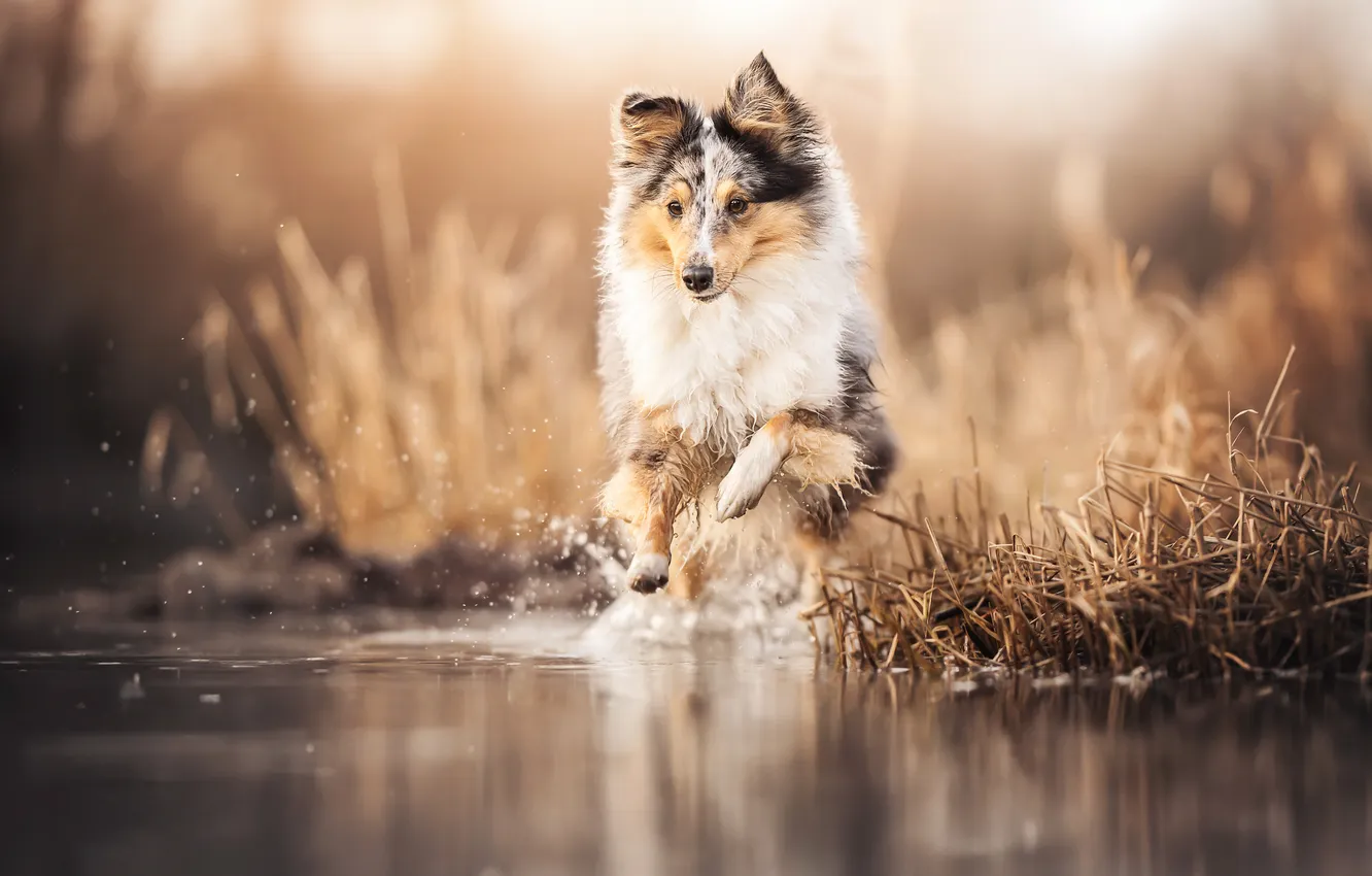 Photo wallpaper water, dog, walk, Sheltie, Shetland Sheepdog