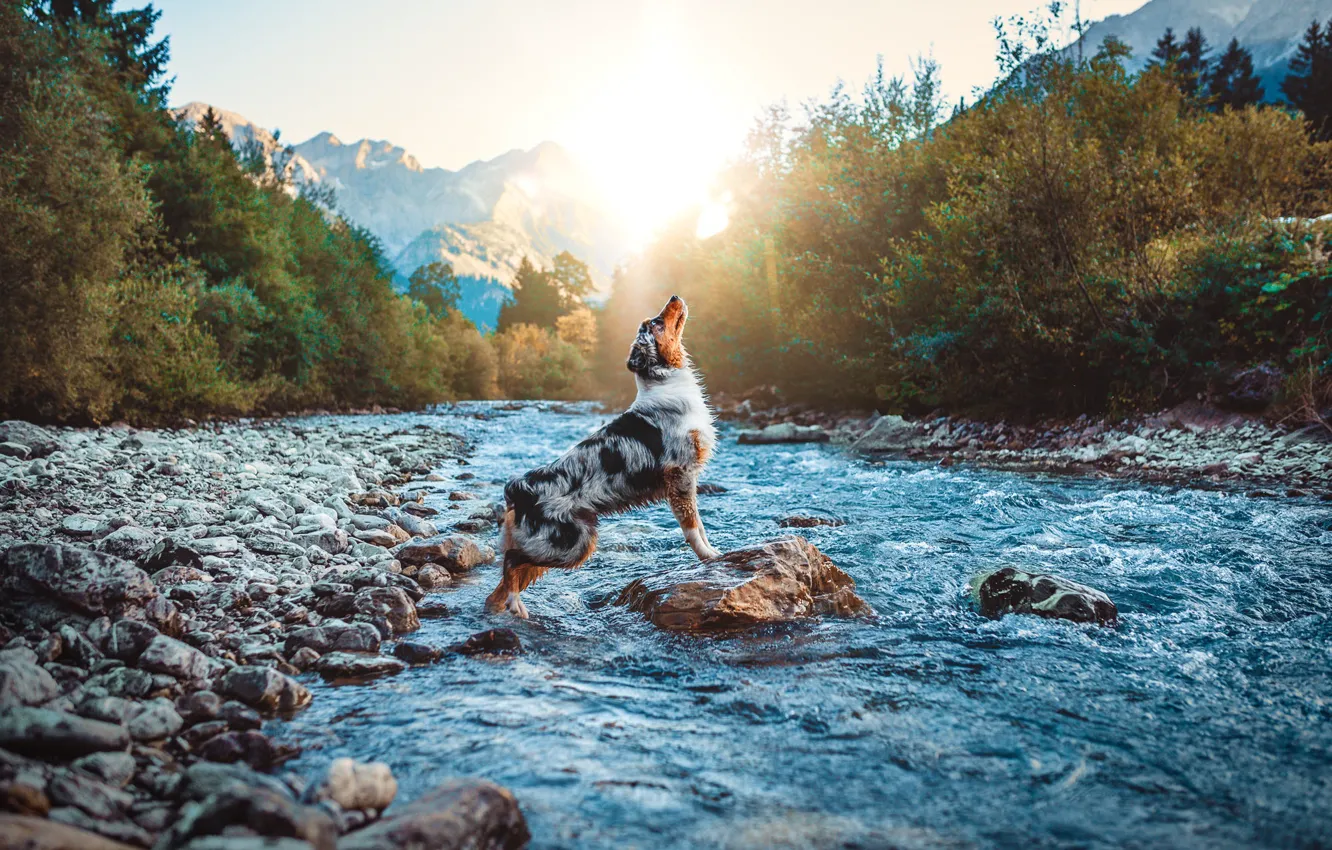 Photo wallpaper light, mountains, nature, pose, river, stones, shore, dog