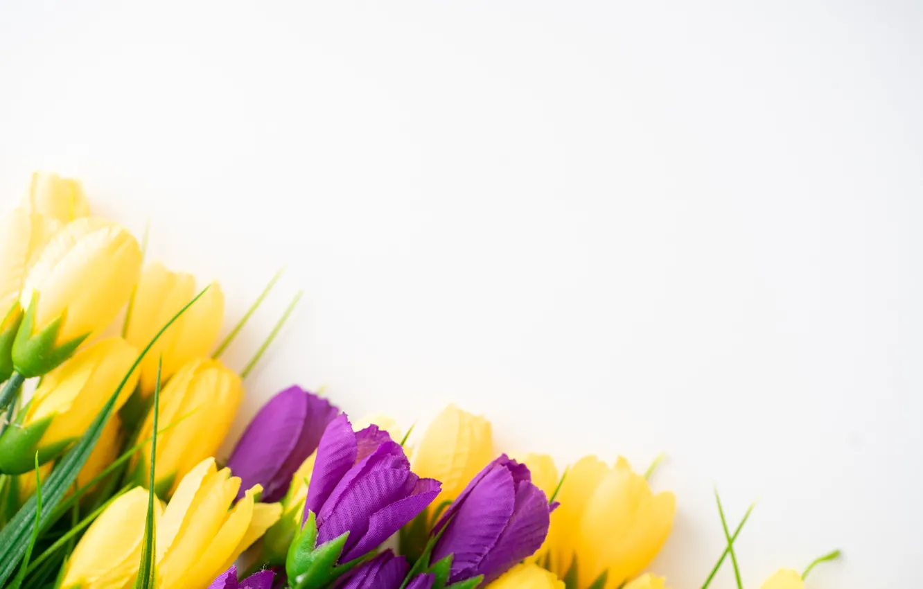 Photo wallpaper flowers, spring, white background