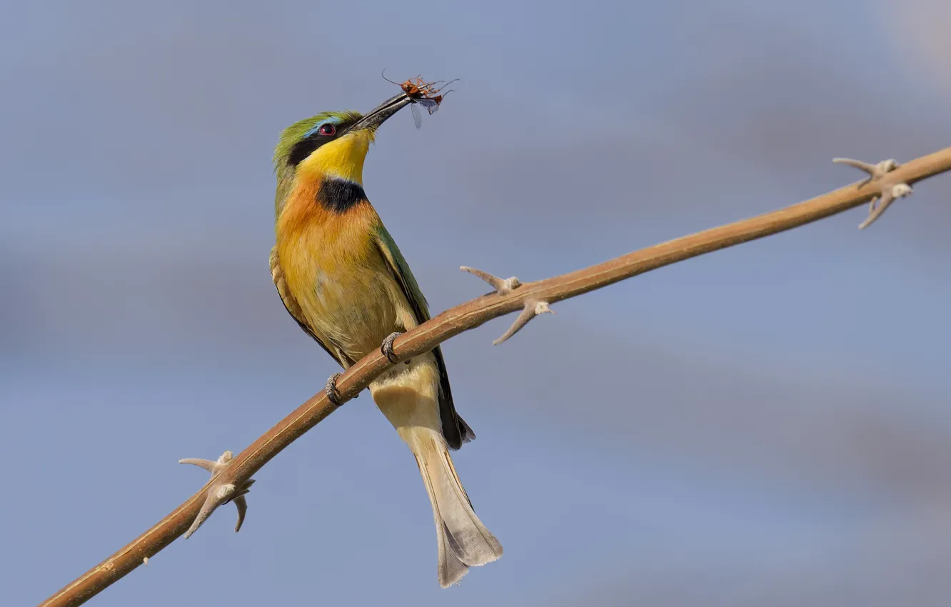 Photo wallpaper branches, bird, barb, insect