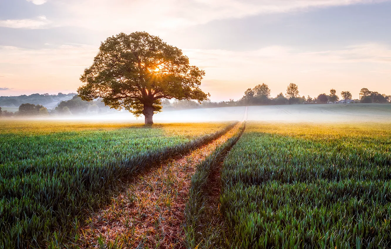 Photo wallpaper field, landscape, nature, fog, sunrise, tree, England, morning