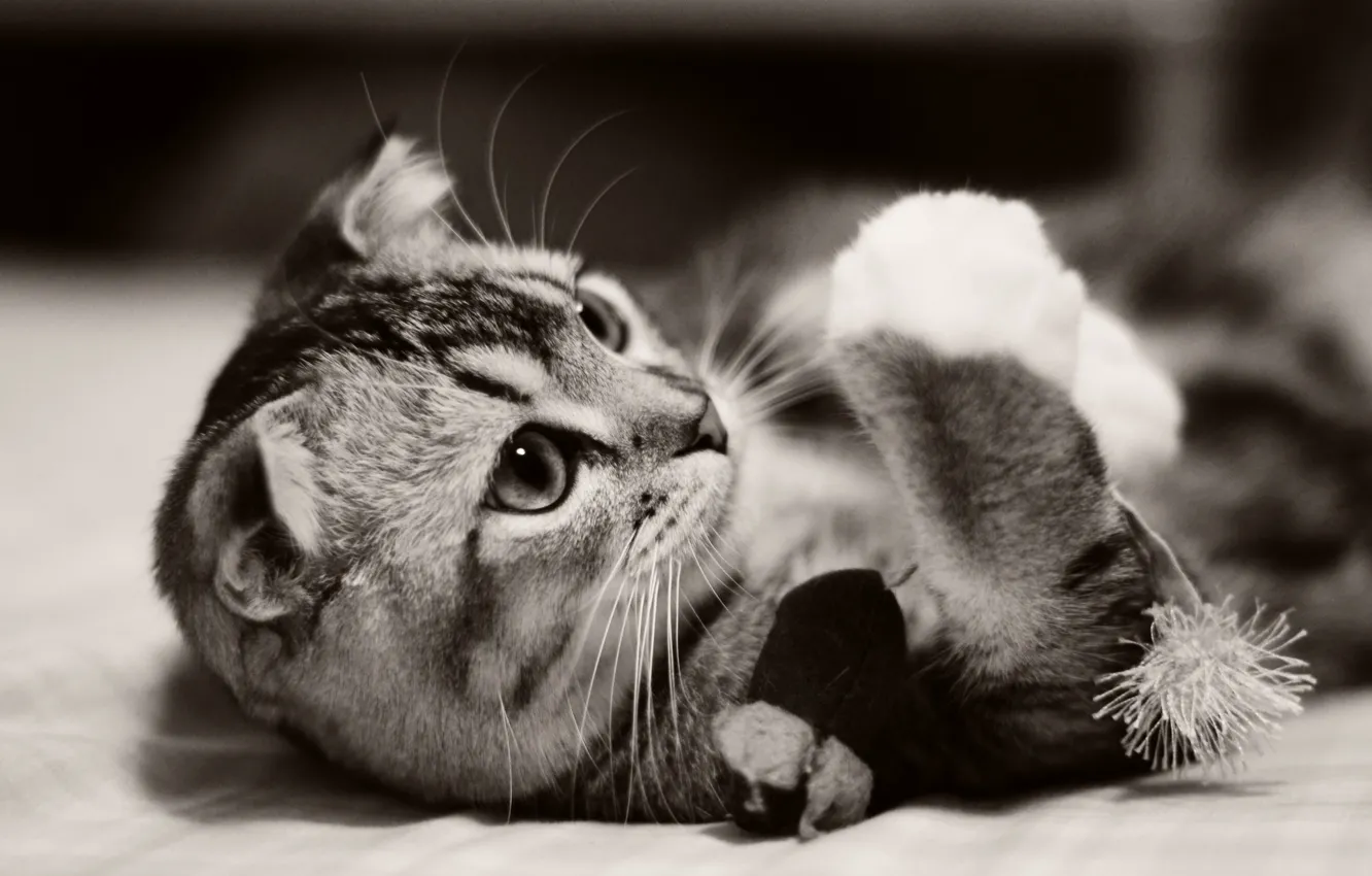 Photo wallpaper cat, animal, kitty, kitten, cat, animal