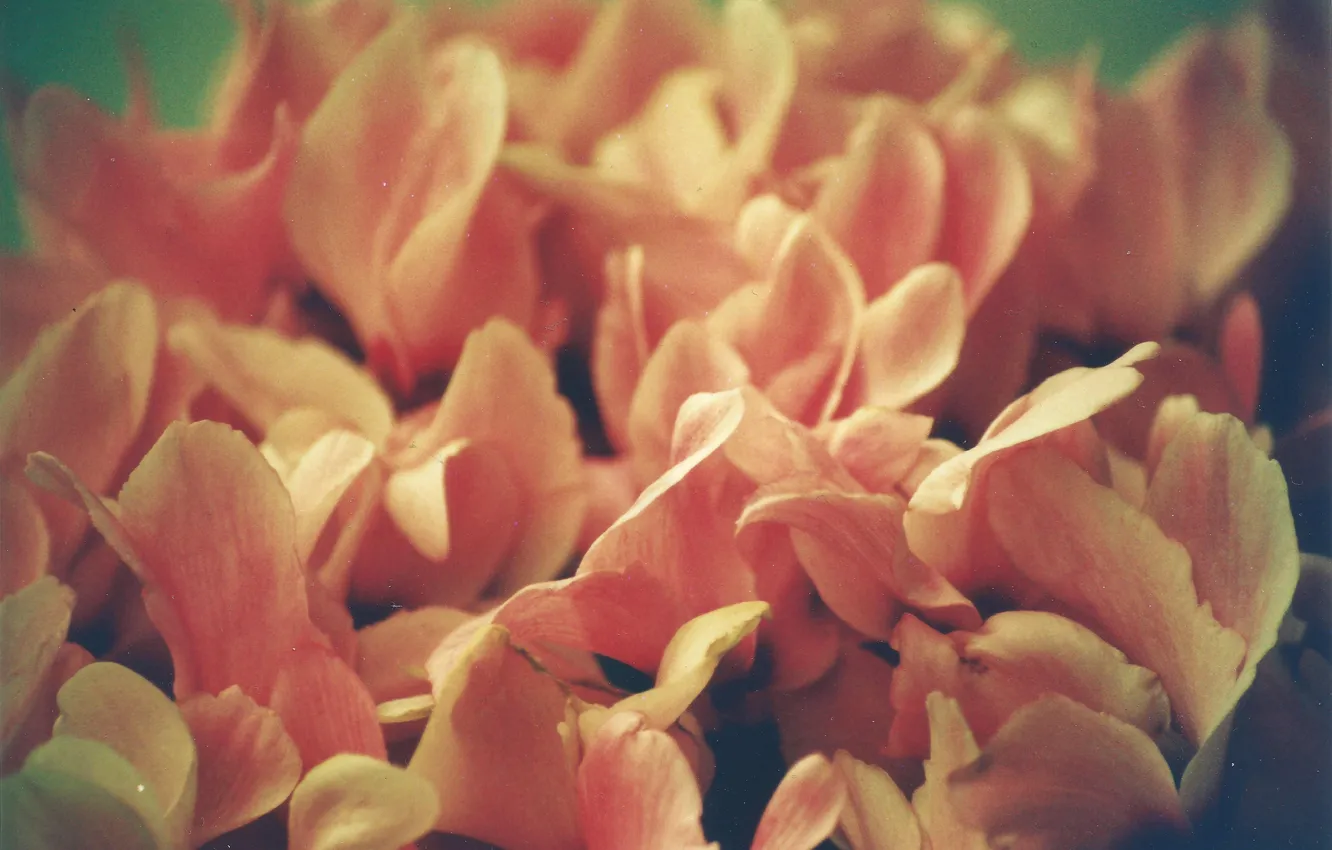 Photo wallpaper flowers, petals, a lot
