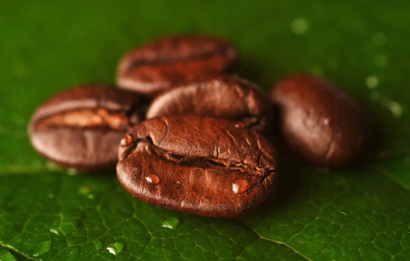 Photo wallpaper leaves, drops, coffee, grain