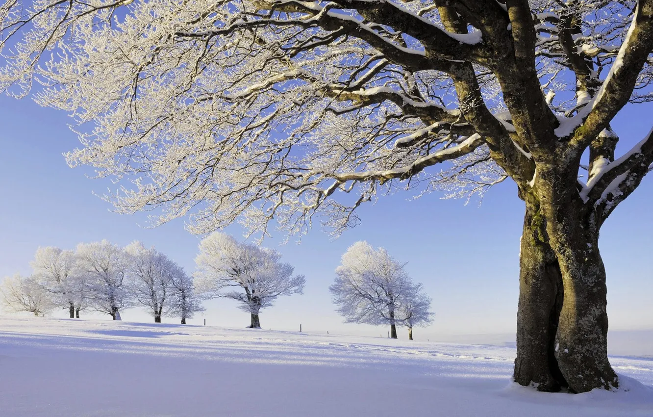 Photo wallpaper winter, frost, snow, trees, nature