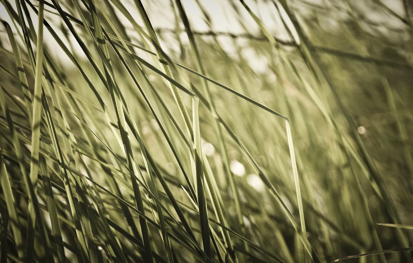 Photo wallpaper grass, macro, grass