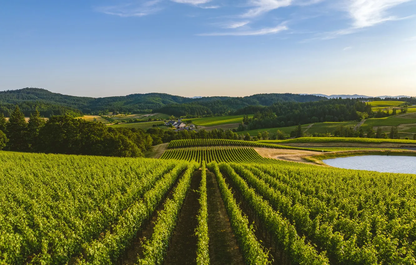 Photo wallpaper Sky, Oregon, Mountains, Field, Lake, Vineyards