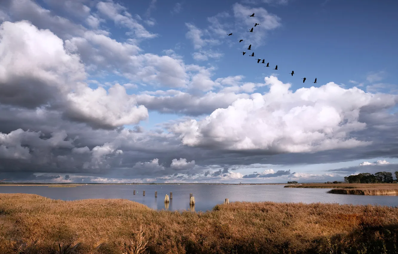 Photo wallpaper sea, the sky, clouds, birds, coast, Germany, cant, cranes