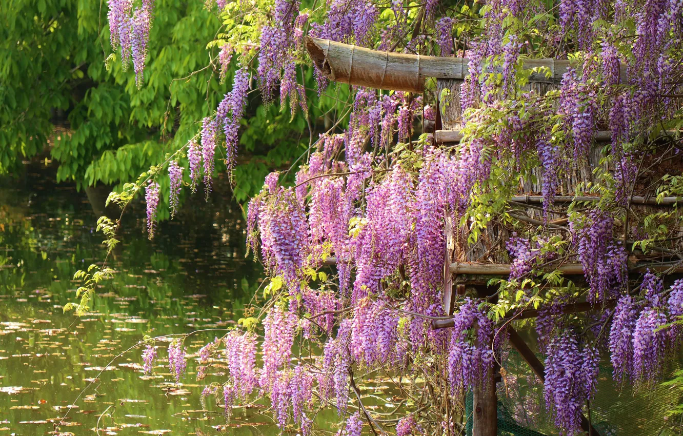 Photo wallpaper water, Wisteria, Wisteria