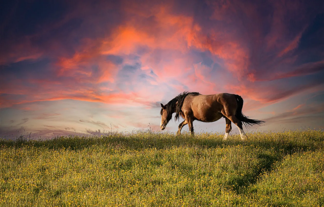 Photo wallpaper field, summer, the sky, clouds, sunset, flowers, nature, horse