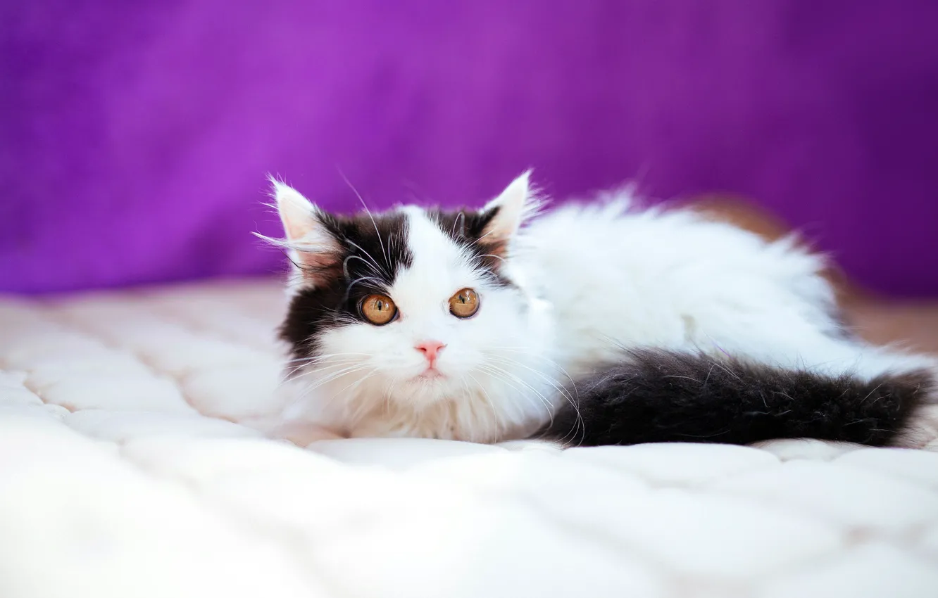 Photo wallpaper cat, look, pose, baby, black and white, blanket, kitty, lilac background