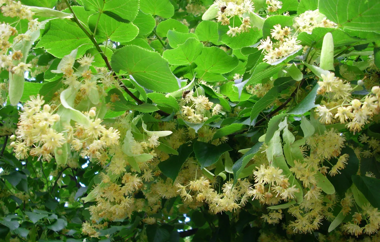 Photo wallpaper leaves, branch, flowering, Linden