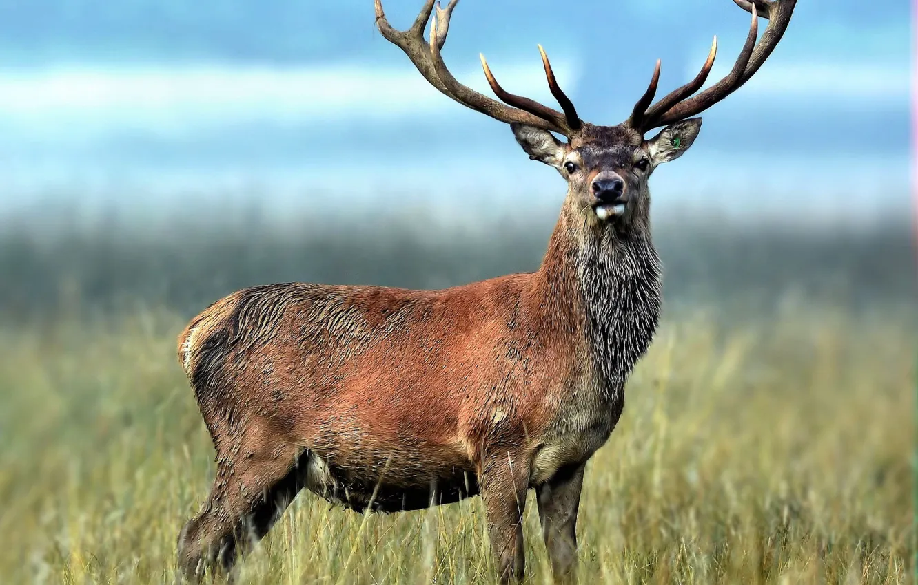 Photo wallpaper field, deer, horns, Imperial red deer