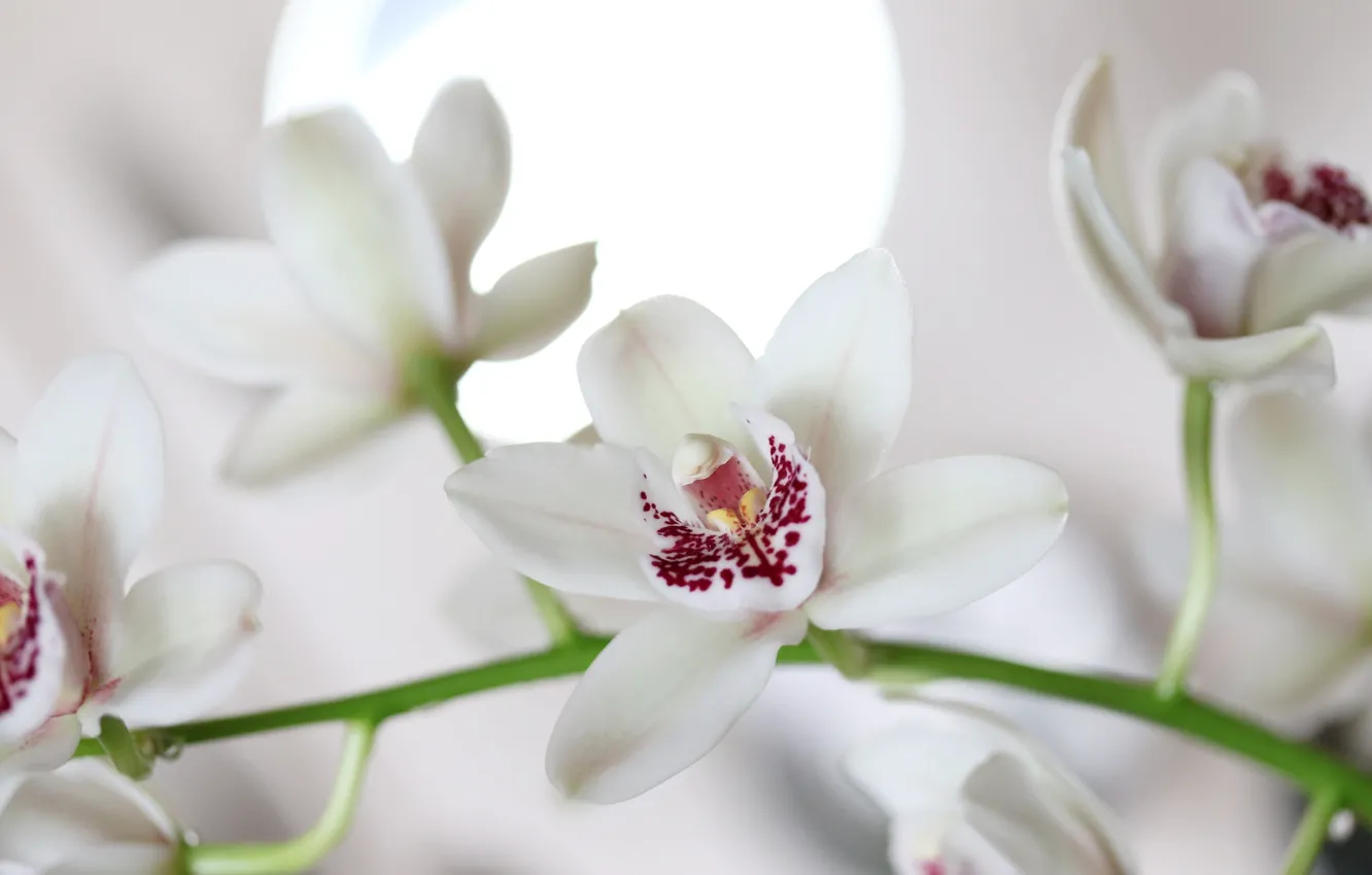Photo wallpaper white, macro, orchids