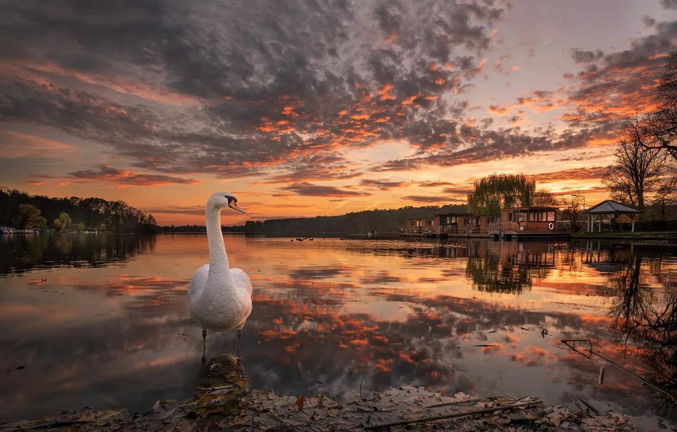 Photo wallpaper autumn, landscape, nature, lake, bird, Marina, the evening, Swan
