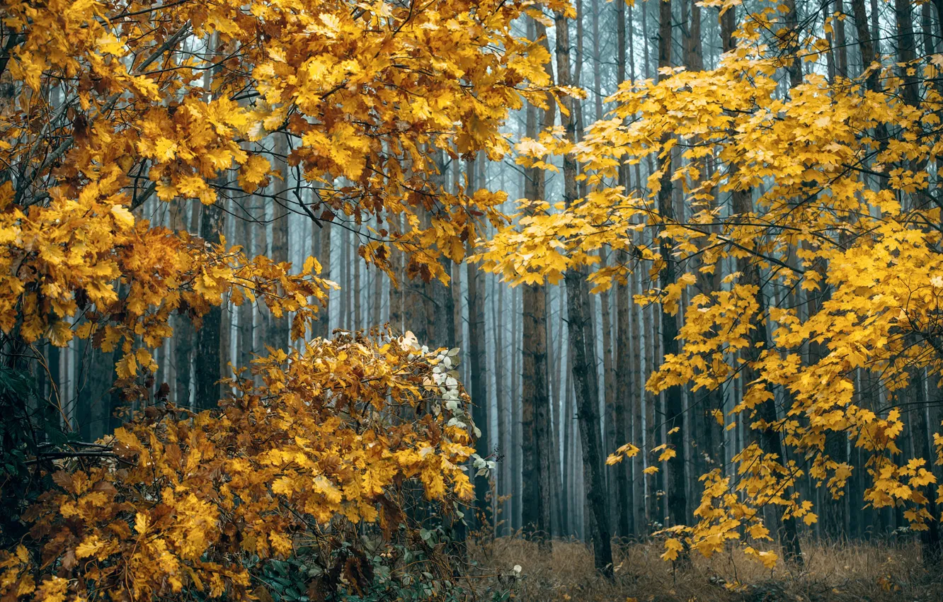 Photo wallpaper autumn, forest, trees, nature, Radoslaw Dranikowski