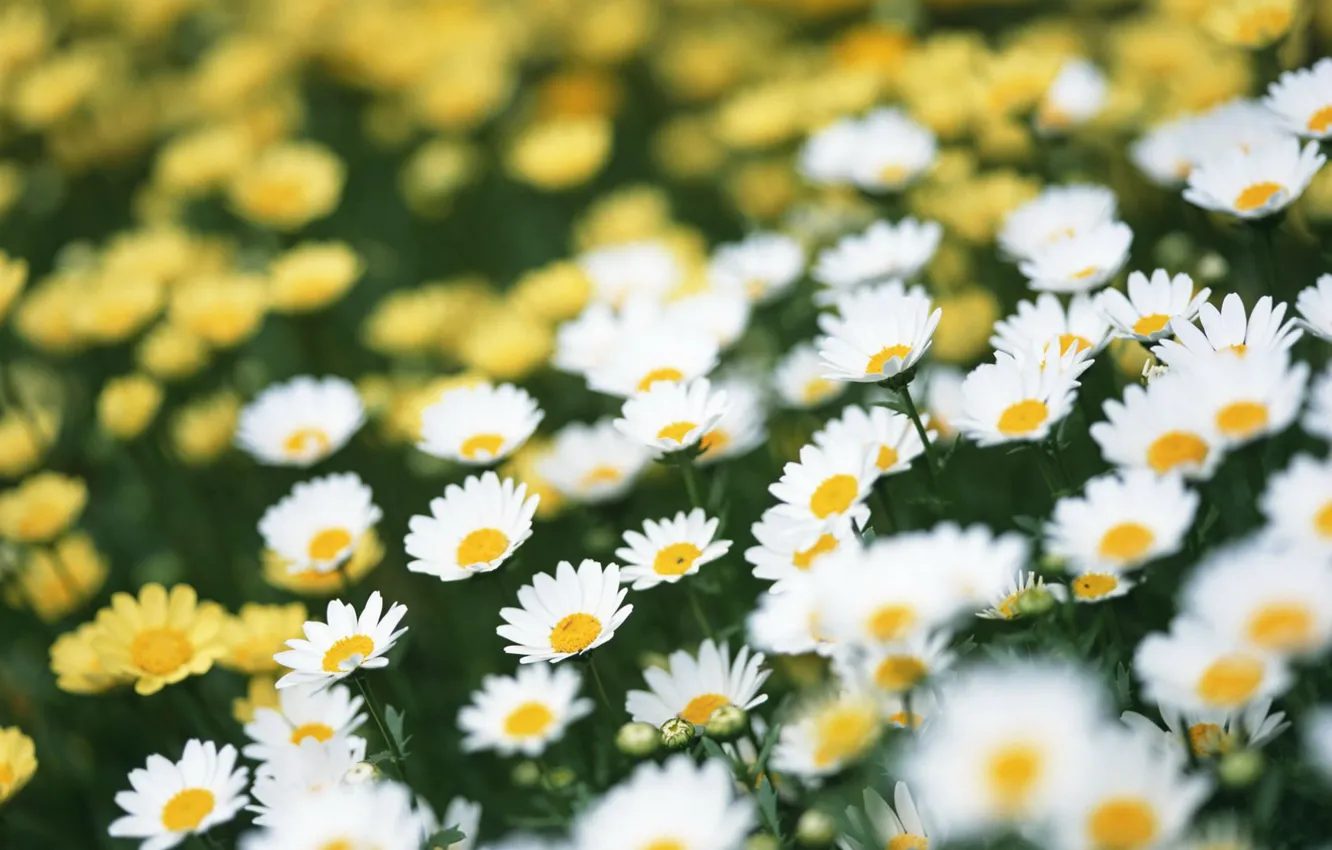 Photo wallpaper field, summer, chamomile