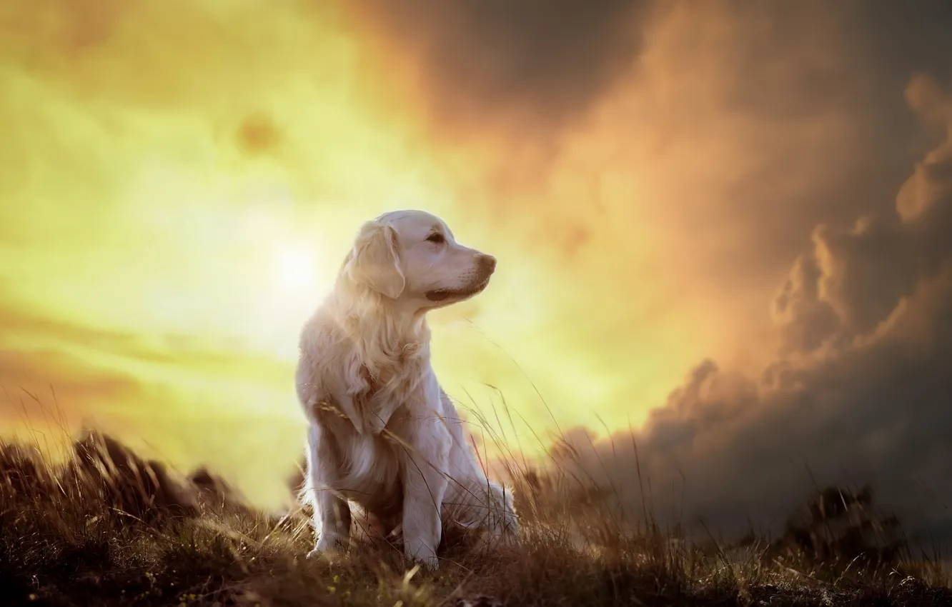 Photo wallpaper sunset, each, dog
