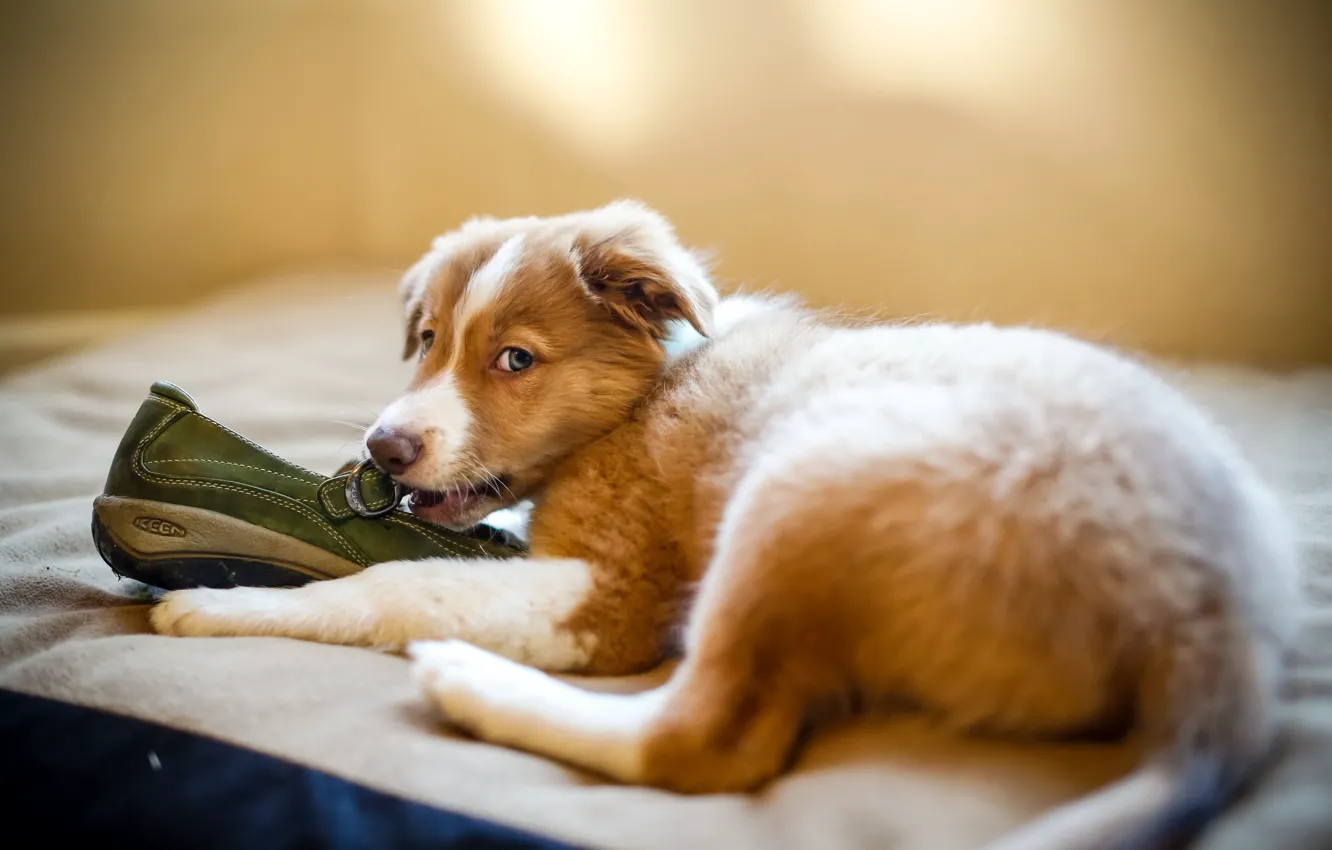 Photo wallpaper dog, puppy, shoes
