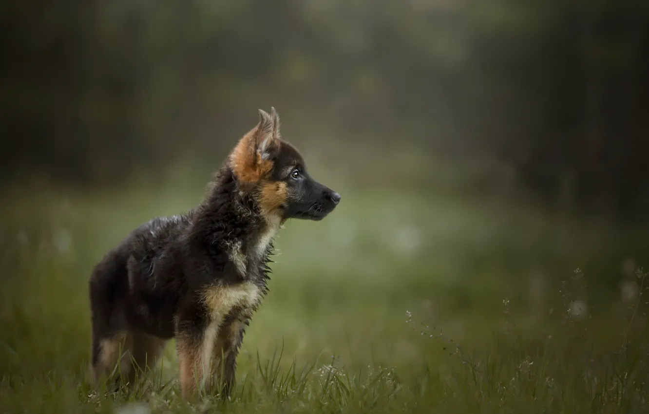 Photo wallpaper nature, dog, puppy